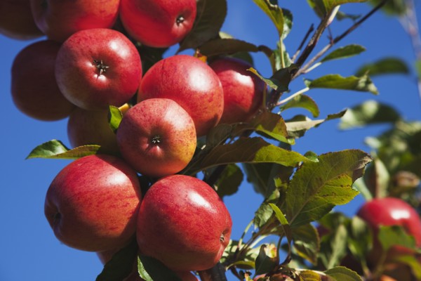Royal Gala apples growing on the tree in Grange Farms orchard.