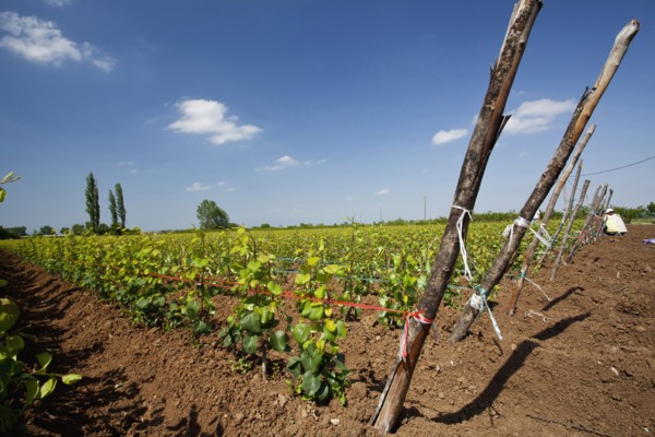 Young pear trees lined up at a plantation.