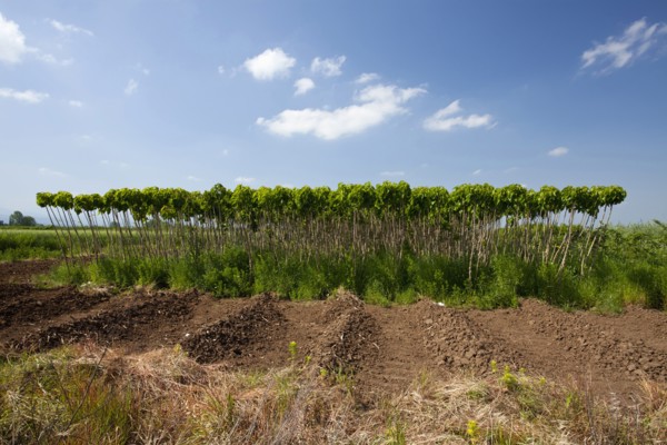 Catalpa bignonioides young Indian Bean Trees lined up at a plantation.