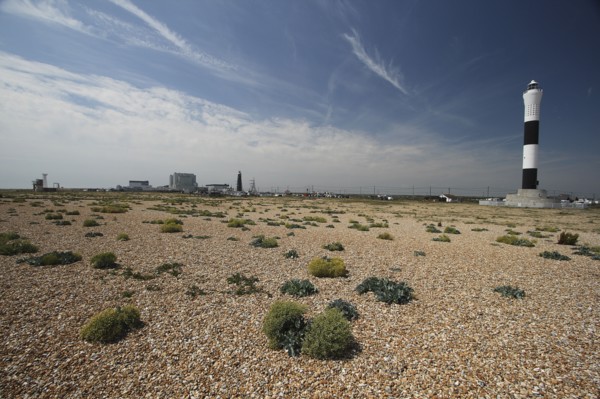 View across shingle beach with sea Kale in the foreground and the Nuclear Power Station on the horizon..