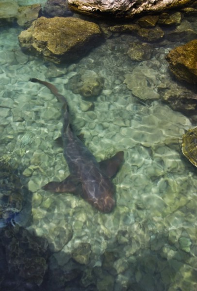 Shark.