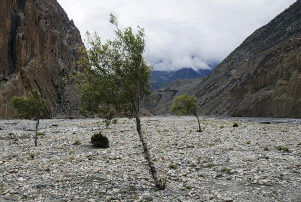Sparse trees at Kali Gandaki rock strewn riverbed.