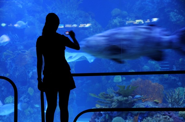 Mexico, Veracuz, Visitor silhouetted against glass watching fish at the Aquarium using mobile phone