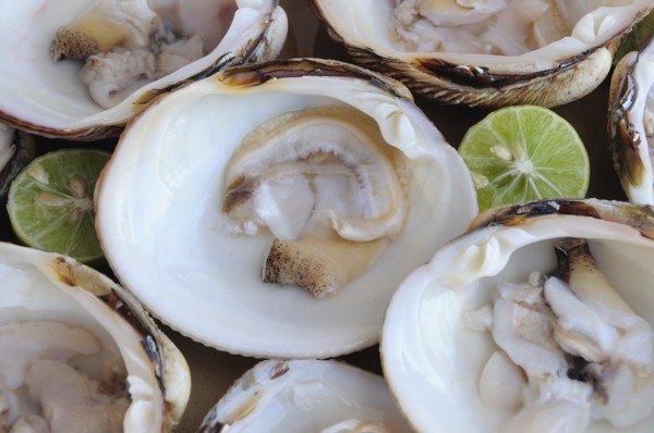Mexico, Oaxaca, Huatulco, Almejas or clams served in their shells with cut halves of lime. Photo :