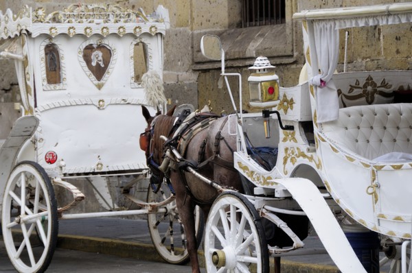 Mexico, Jalisco, Guadalajara, White and gold painted horse drawn tourist carriages queue in line on