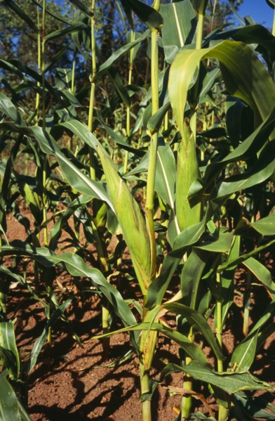 Agriculture, Crop, Close up of Maize plant. Cob enclosed with green sheath. England Worcestershire.