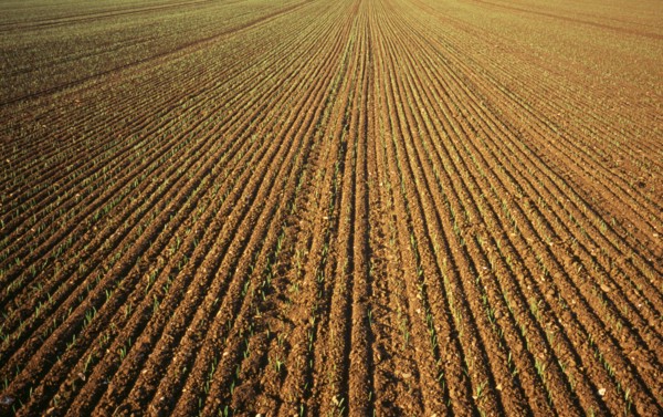 Agriculture, Wheat, Early green shots of winter wheat. England Norfolkshire Norfolk. Photo : Bryan
