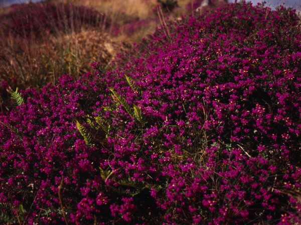 France, Bretagne, Cotes d Armor, Monts d Arree. Close shot of Bell heather Erica cinerea.. Photo :