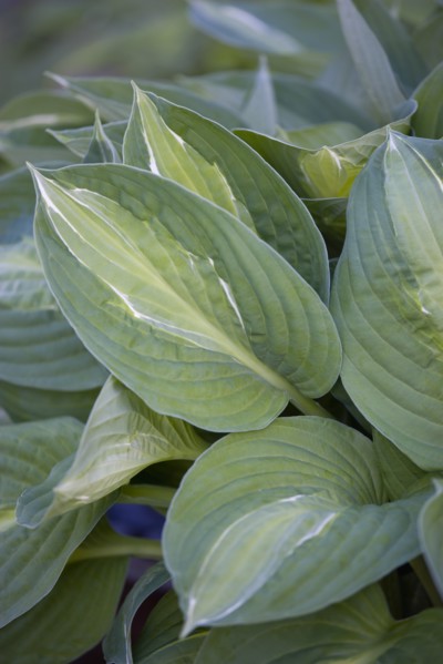 Hosta 'Striptease'