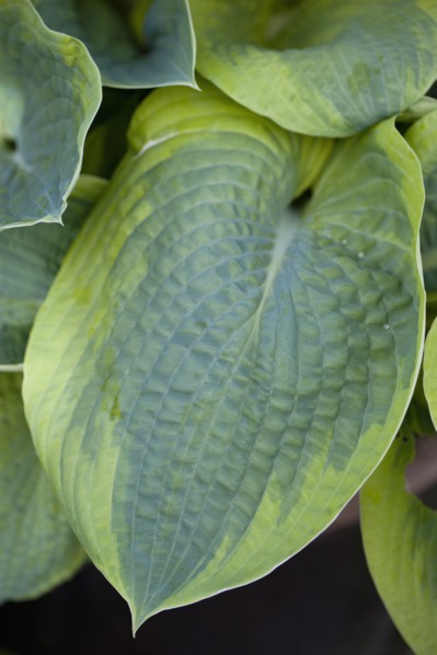 Hosta