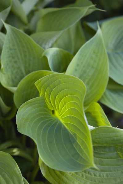 Hosta 'Sum And Substance', Plantain lily
