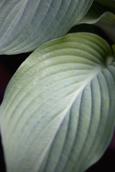 Hosta