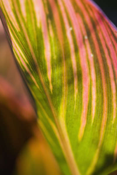 Canna 'Tropicanna'