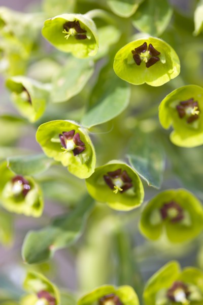 Euphorbia amygdaloides robbiae, Wood spurge