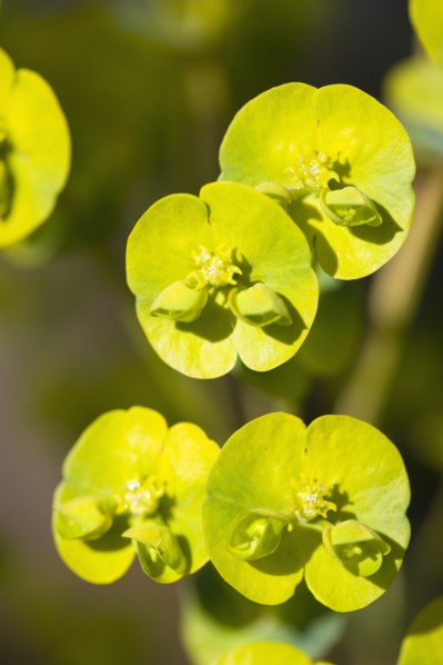 Euphorbia amygdaloides robbiae, Wood spurge