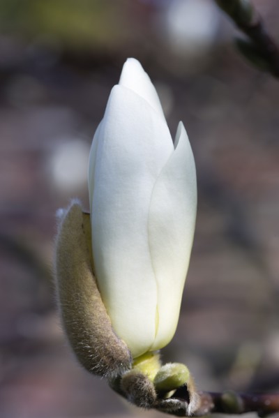 Magnolia × soulangeana 'Alba Superba', Magnolia tree