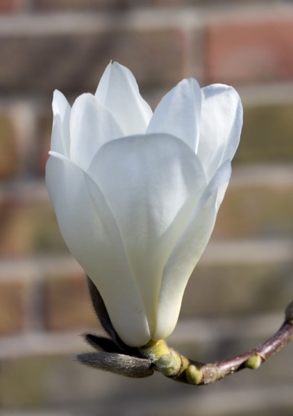 Magnolia × soulangeana 'Alba Superba', Magnolia tree