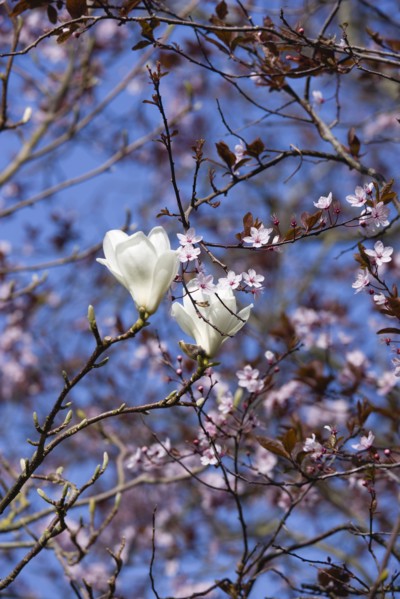 Magnolia × soulangeana 'Alba Superba', Magnolia tree