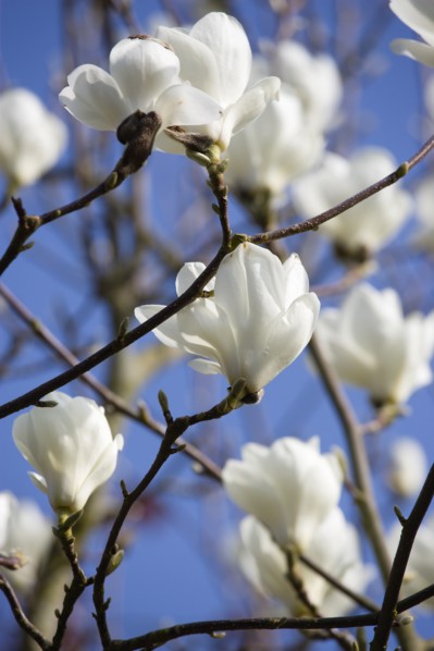 Magnolia × soulangeana 'Alba Superba', Magnolia tree