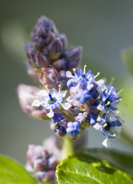 Ceanothus, Californian lilac