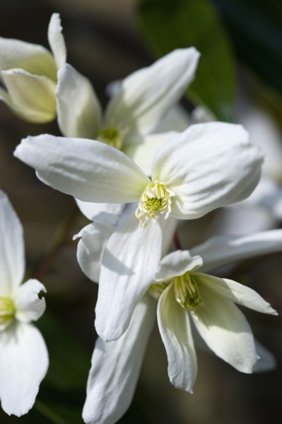 Clematis armandii, Armand clematis