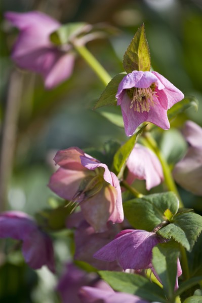 Helleborus orientalis, Hellebore