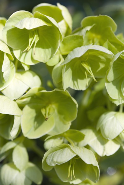 Helleborus, Hellebore, Lenten rose