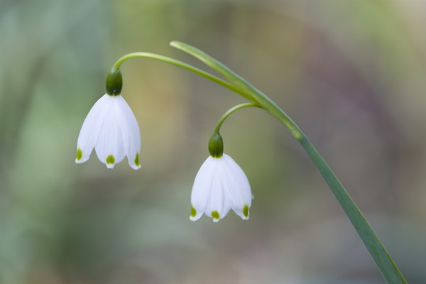 Leucojum vernum, Spring snowflake