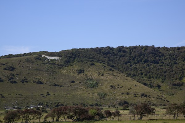 England, East Sussex, Litlington, The Cuckmere White Horse cut out of the chalk hills. Photo :