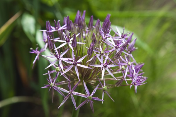 Plants, Flowers, Allium, Close up detail of Allium Christophii. 
Photo Zhale Naoka Gibbs / Eye