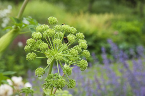 Plants, Flowers, Angelica, Close up of Bees on Angelica Gigas flower. 
Photo Zhale Naoka Gibbs /