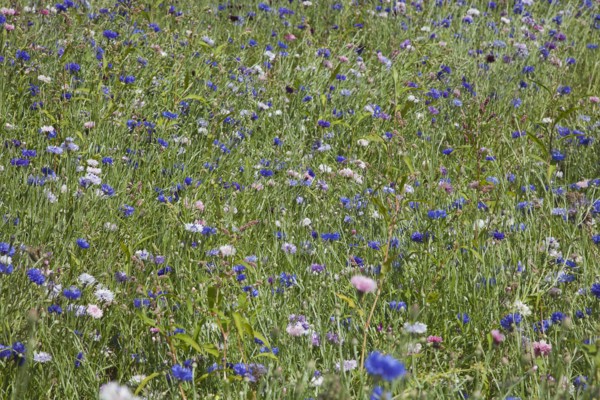 Plants, Flowers, Wild Flowers, Meadow of mixed wild flowers Cornflower and Daisies. . 
Photo Zhale