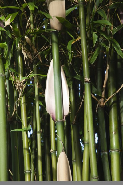 Plants, Bamboo, Close up of Semiarundinaria Fastuosa Bamboo growing in urban garden. 
Photo Zhale