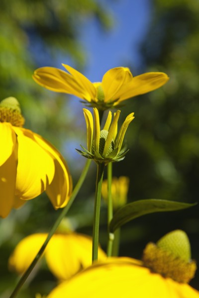 Plants, Flowers, Rudbeckia, Rudbeckia laciniata Herbstsonne green headed coneflower. 
Photo Zhale