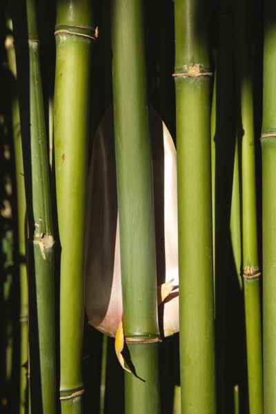 Plants, Bamboo, Close up of Semiarundinaria Fastuosa Bamboo growing in urban garden. 
Photo Zhale