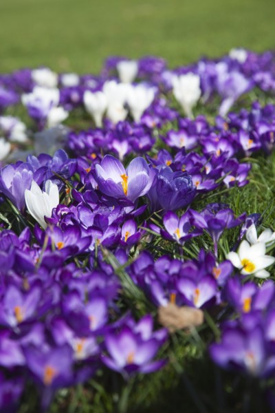 Plants, Flowers, Crocus, Low angled view of Crocuses growing wild amongst grass in public park.