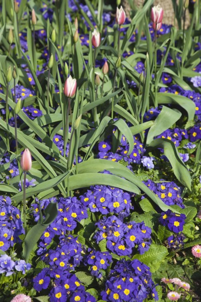 Plants, Flowers, Tulip, Tulips amongst bed of pansies. 
Photo Zhale Naoka Gibbs / Eye Ubiquitous