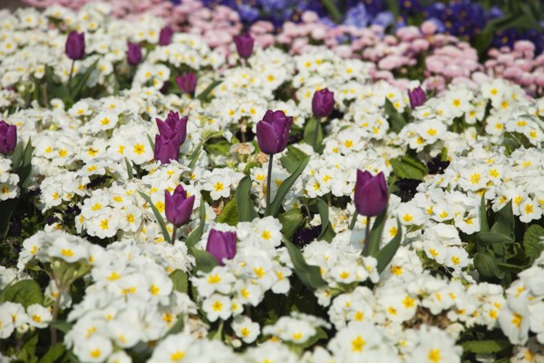 Plants, Flowers, Mixed, Garden with abundance of colourful Tulip and Primrose flowers. 
Photo