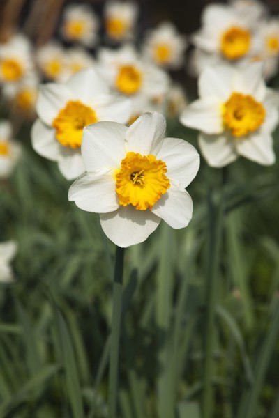 Plants, Flowers, Daffodil, Wild Daffodils growing in public parkland. 
Photo Zhale Naoka Gibbs /
