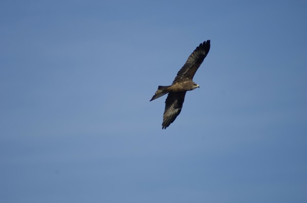 Nepal, Nagarkot, Himalayan Eagle soaring in sky above Kathmandu valle. 
Photo Nic I Anson / Eye