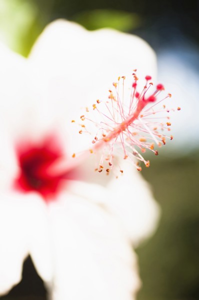 Plants, Flowers, White Hibiscus flower with detail of vivid red pistil and stamen. 
Photo Nic I