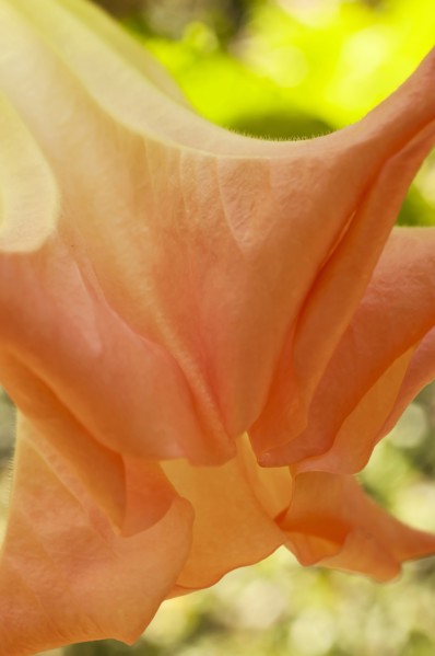 Plants, Flowers, Close up of the trumpet flower of the datura sauveolens or Angel tears. 
Photo