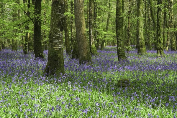 Ireland, County Roscommon, Derreen Wood, Bluebells in May. 
Photo Hugh Rooney / Eye Ubiquitous