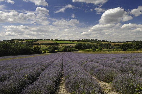 England, Kent, Shoreham, Lavender field at Castle Farm.
