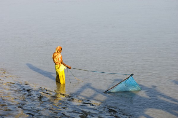 Bangladesh, Khulna Division, Shyamnagar, Woman trawling for shrimp fry with scoop net in the