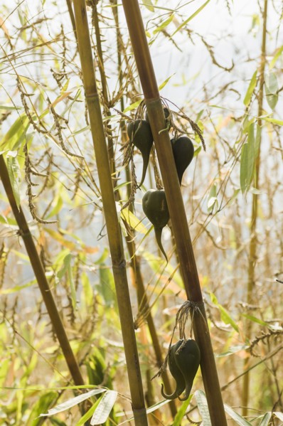Bangladesh, Chittagong Division, Bandarban, Rare bamboo fruit hanging from stems  usually flowers every 50 years.