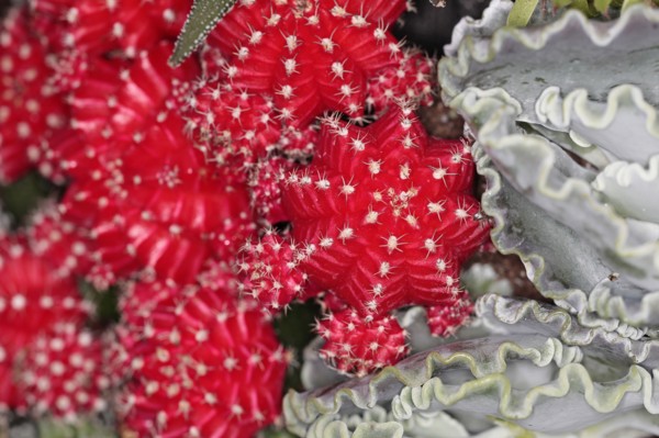 Plants, Cactus, Close up of Hibotan or Moon cactus, Gymnocalycium mihanovichii friedrichi. 
Photo