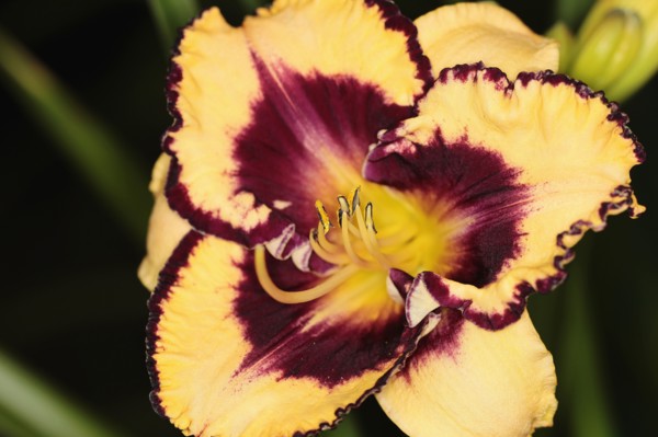 Plants, Flowers, Lillies, Lily, Close up of colourful Lilium flower showing stamen. 
Photo Sean