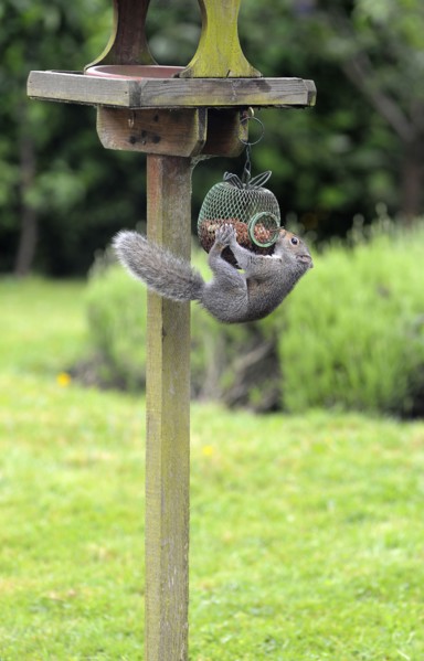 Animals, Rodents, Squirrel, Common Grey Squirrel trying to get peanuts out of a secure bird feeder attached to a bird table.
