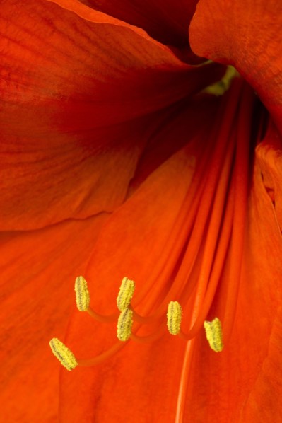 Amaryllis, Hippeastrum.